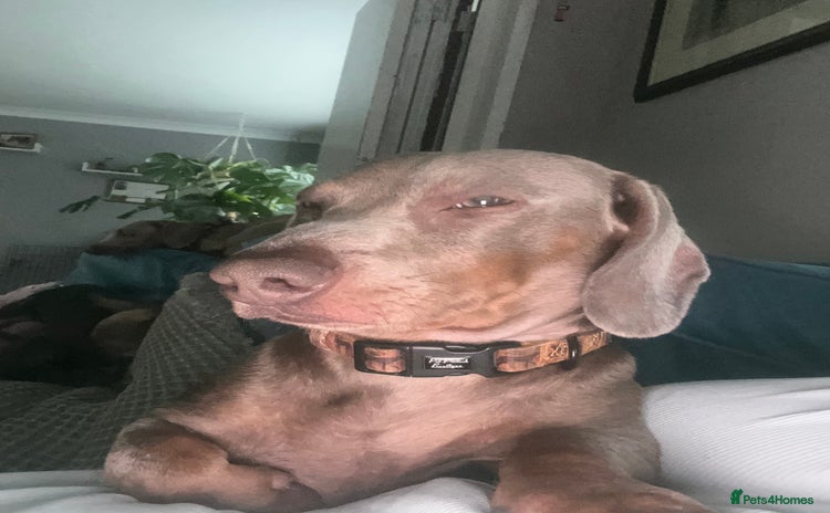 Miniature Dachshund dogs Isabella and tan mini dachshund - Advert 1