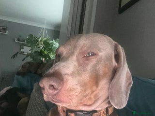 Miniature Dachshund dogs Isabella and tan mini dachshund - Advert 13