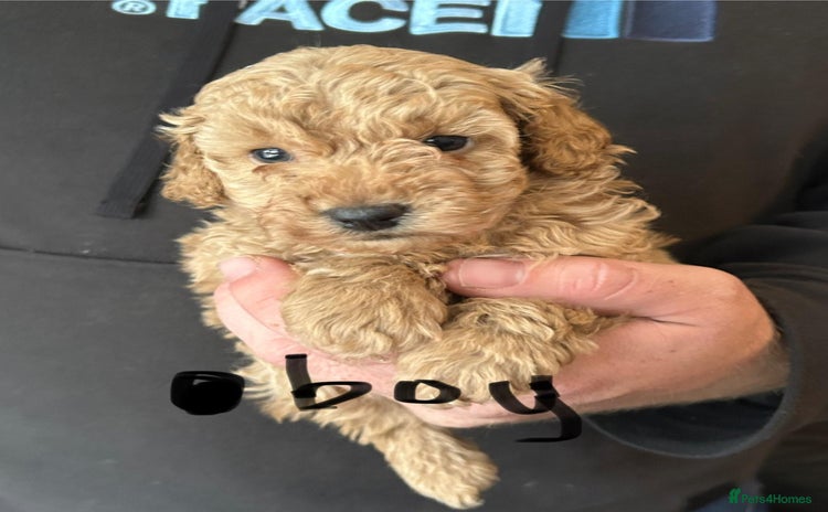 Toy Poodle dogs - Advert 2