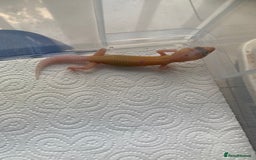 Leopard Gecko reptiles for sale: Leopard gecko babies cb25 - Image 7