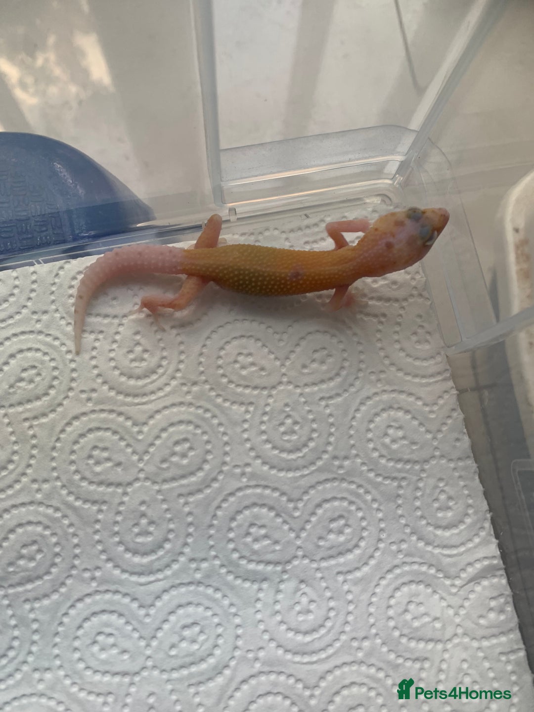 Leopard Gecko reptiles for sale: Leopard gecko babies cb25 - Image 7
