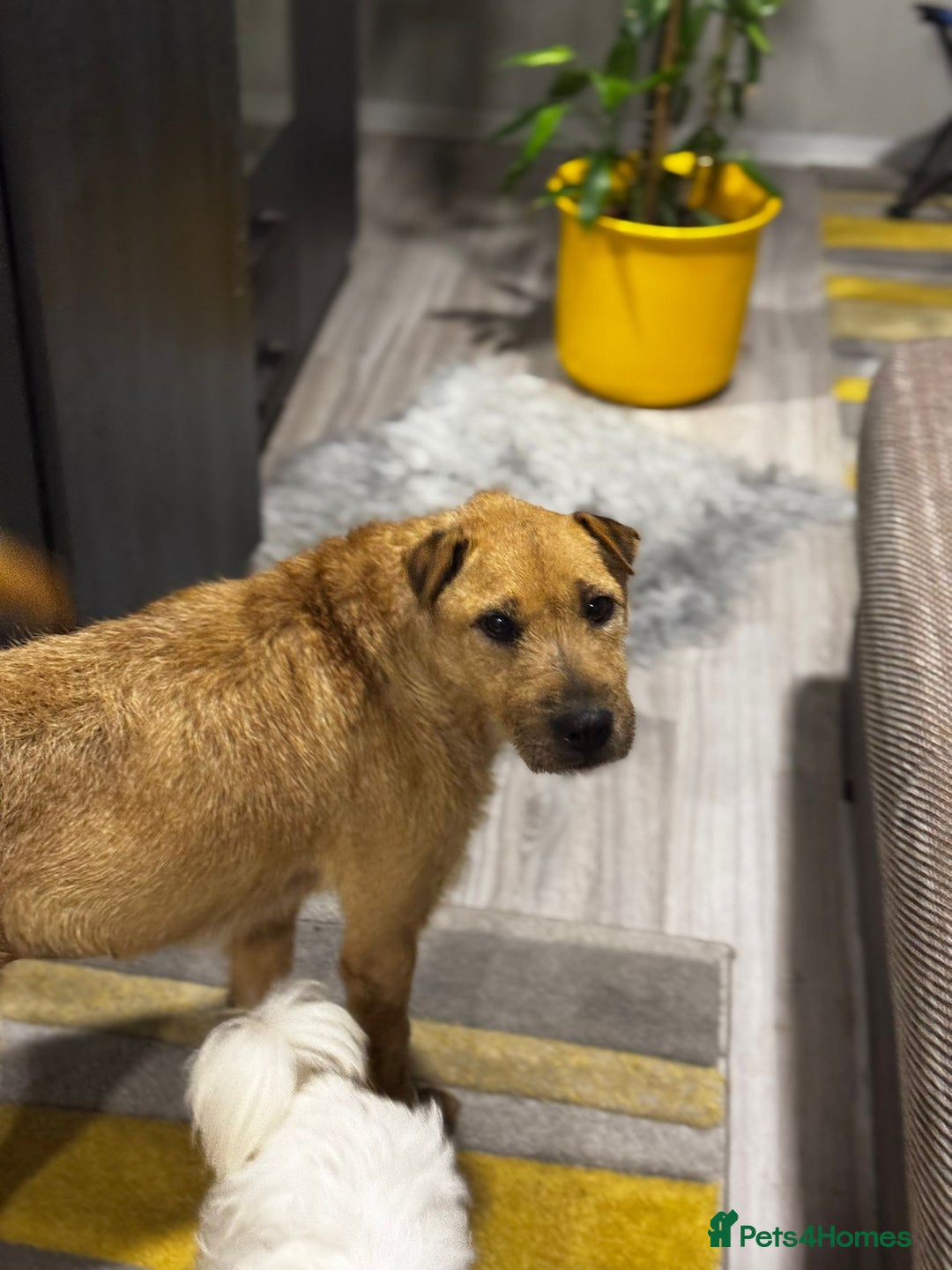 Mixed Breed dogs for adoption: Sweet Molly Needs Love  - Advert 11