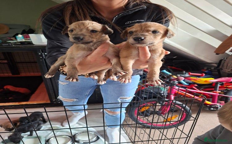 Mixed Breed dogs - Advert 10