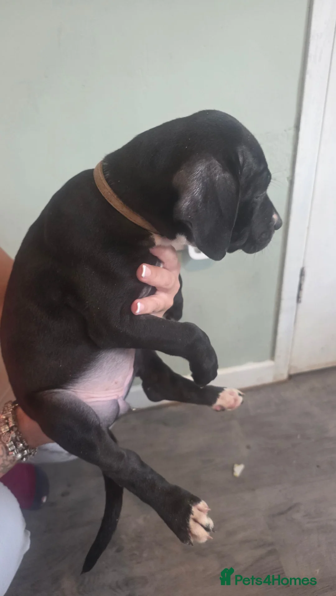 Mixed Breed dogs for sale: Pure Pressa canario x pure American bully pups  - Advert 2
