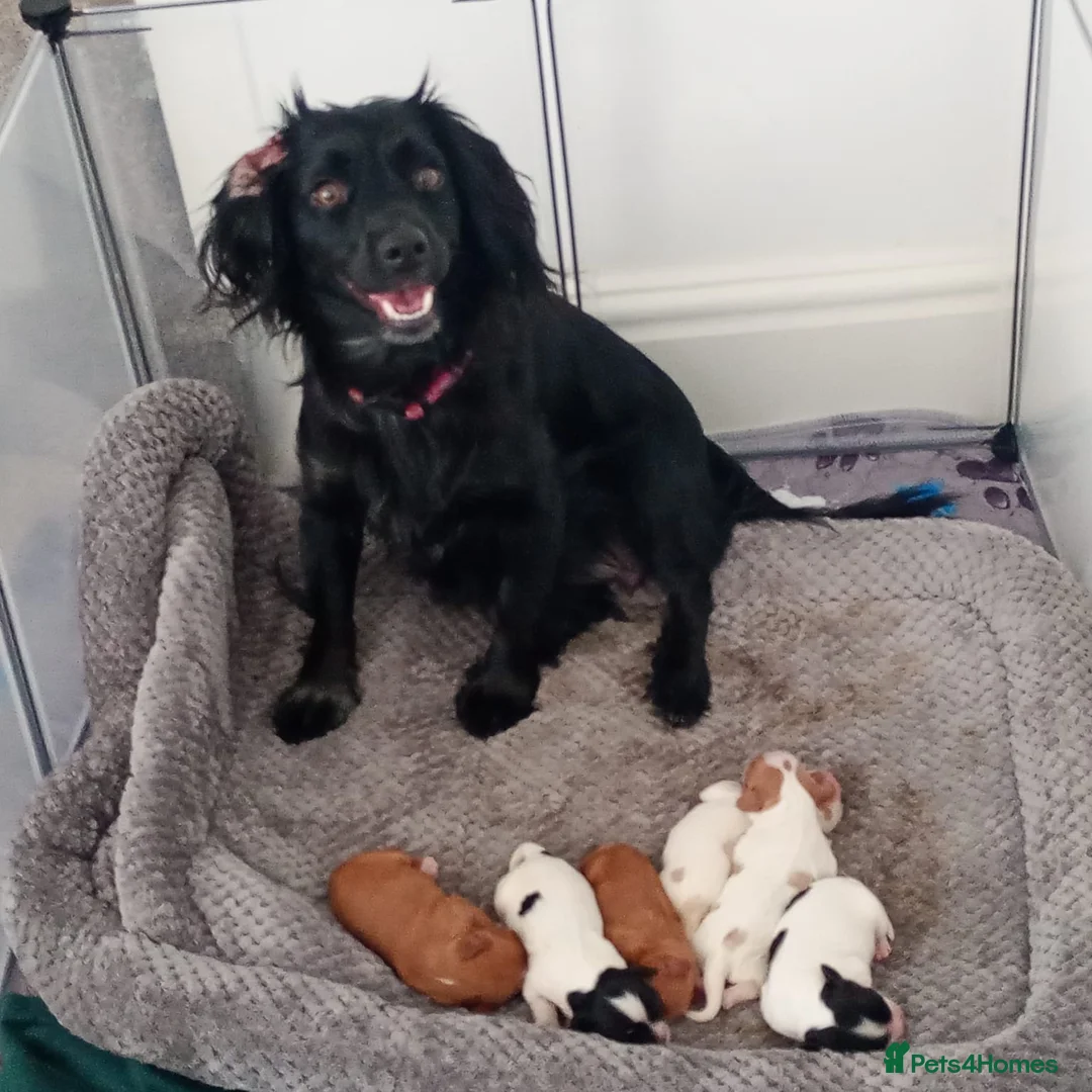 Mixed Breed dogs for sale: Cavalier x cockapoo - Advert 2