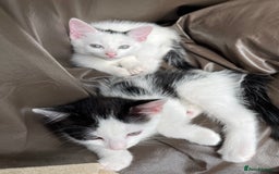 Mixed Breed cats for sale: 5 Beautiful kittens are available  - Image 11