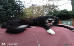 Border Collie dogs for sale: Border collie puppies - Image 1