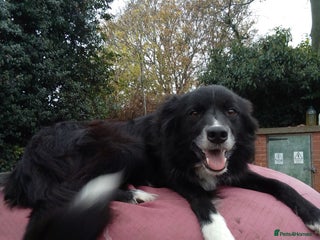 Border Collie dogs for sale - Advert 1