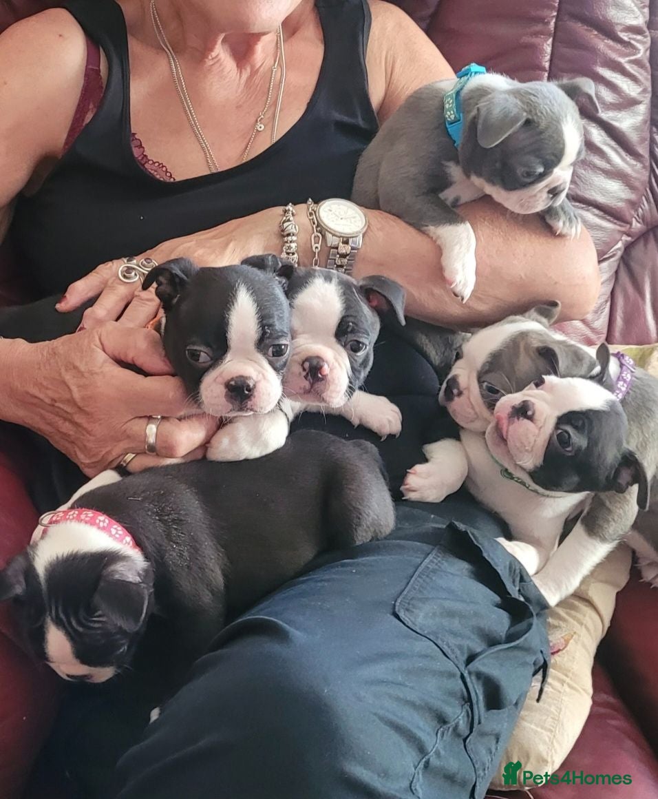 Boston Terrier dogs Beautiful Boston Babies looking for forever family - Advert 10