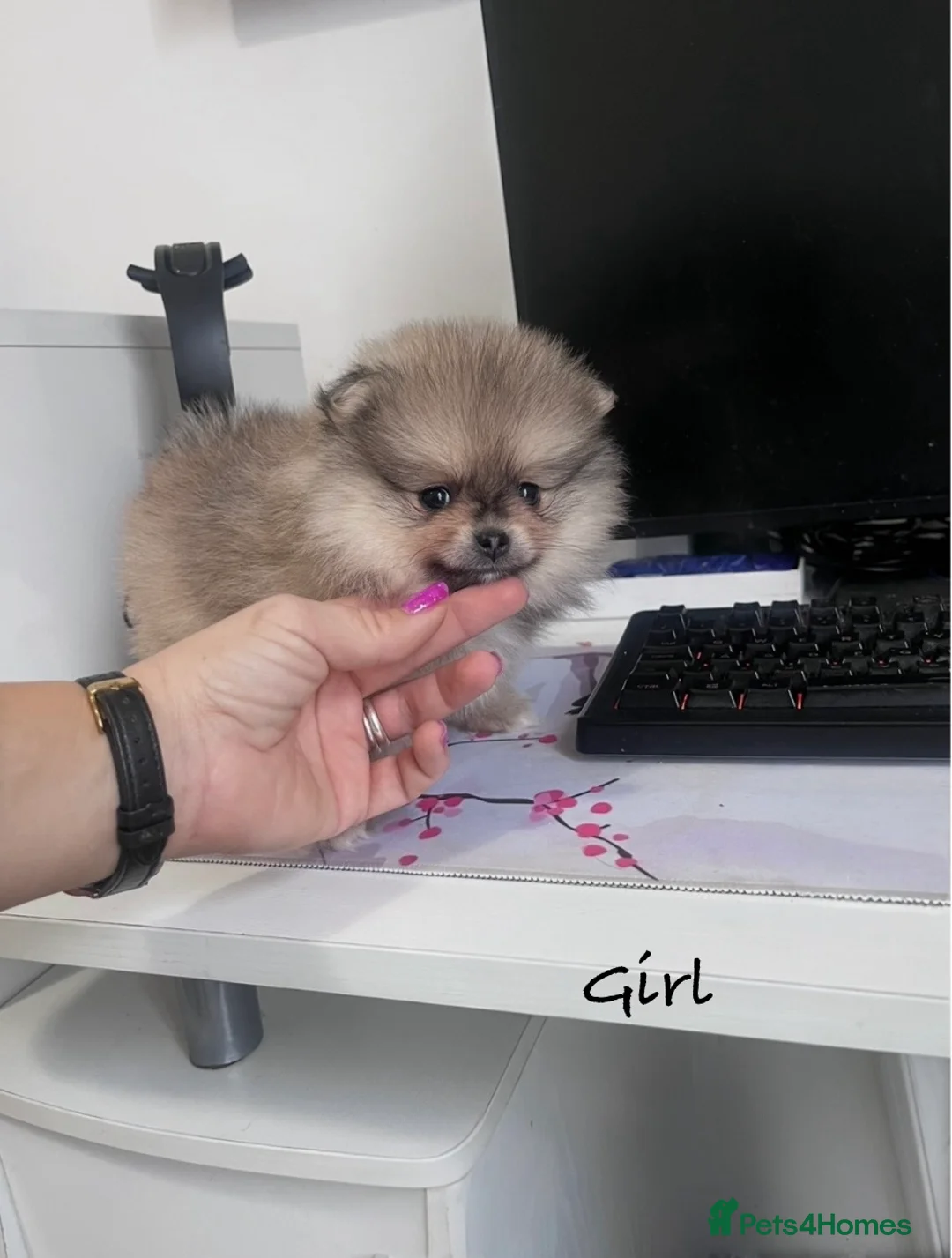 Pomeranian dogs for sale: Top Quality 🐻 Teddy Faced  - Advert 5