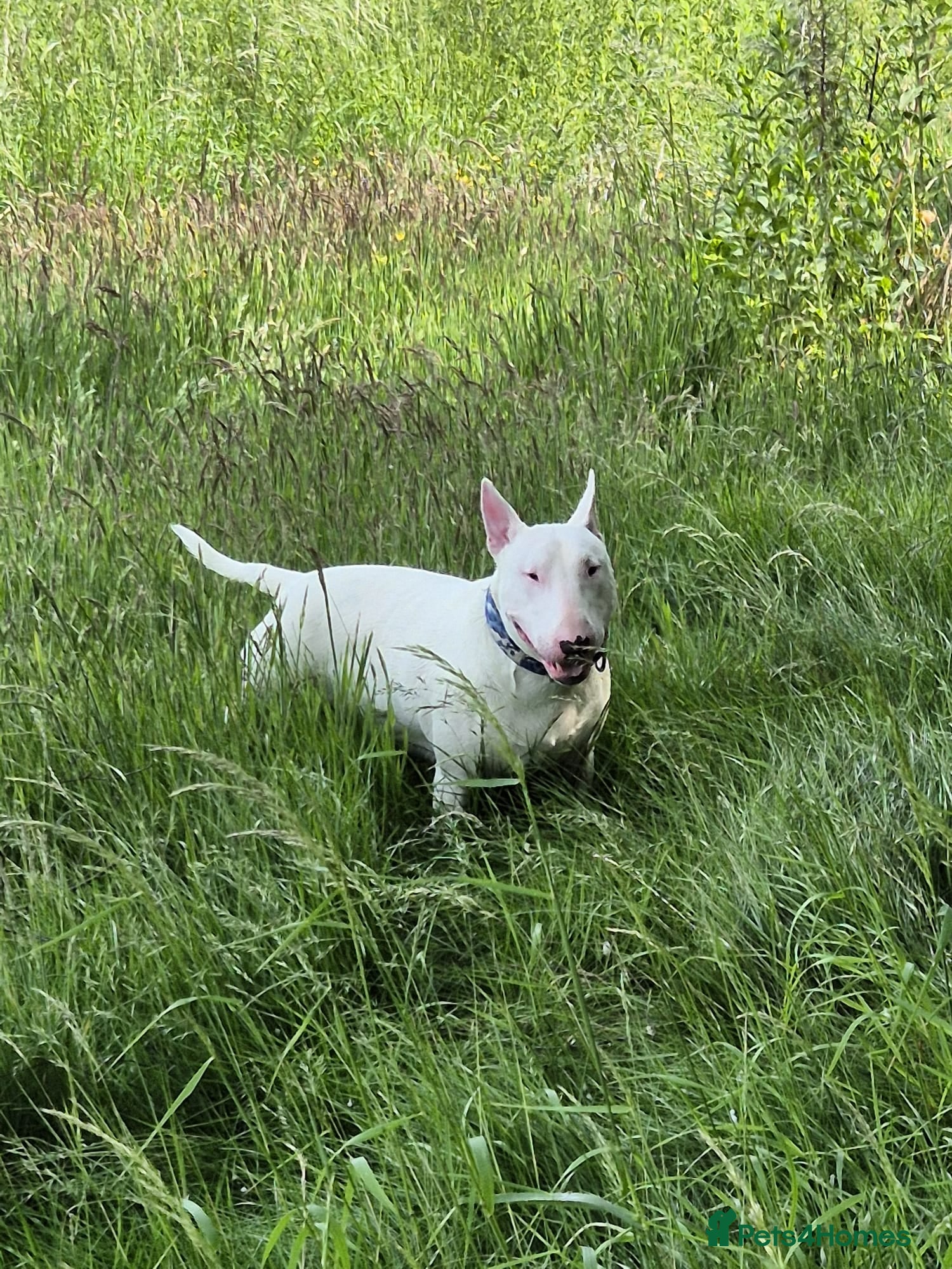 English Bull Terrier dogs Axel englishbull terrier stud - Advert 4