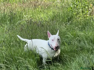 English Bull Terrier dogs Axel englishbull terrier stud - Advert 4