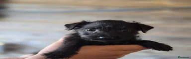 Patterdale Terrier 3