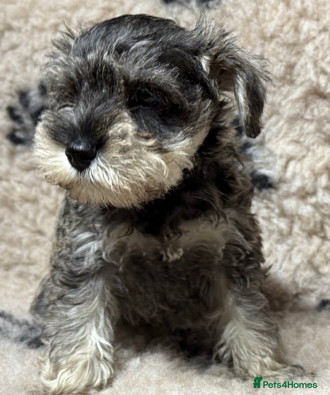 Miniature Schnauzer dogs for sale: Miniature schnauzers pups ready now ❤️ - Image 24