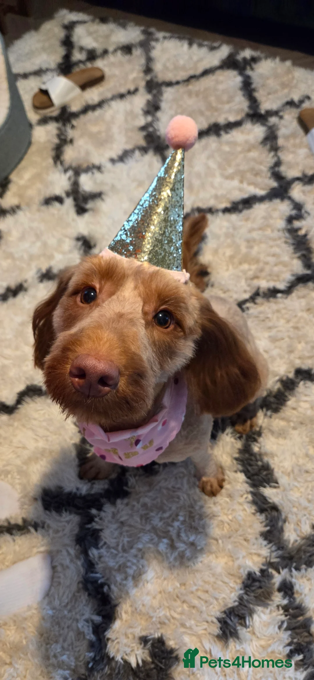 Cockapoo dogs for sale: Rehoming my beautiful Cockerpoo  - Advert 4