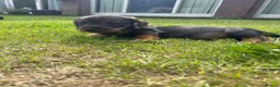 Dachshund dogs for sale: 3 beautiful boy wired haired sausages  - Advert 4
