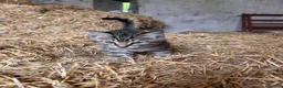Mixed Breed cats for sale: 4 fun and inquisitive kittens - Advert 12