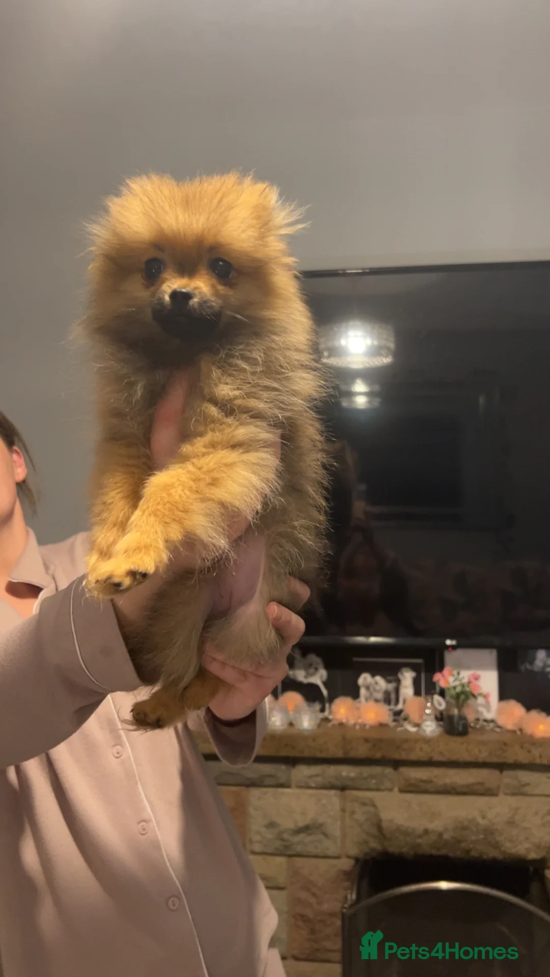 Pomeranian dogs for sale: Beautiful littler of Pomeranian’s  - Advert 4