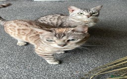 Bengal cats for sale: Bengal cats  - Image 8
