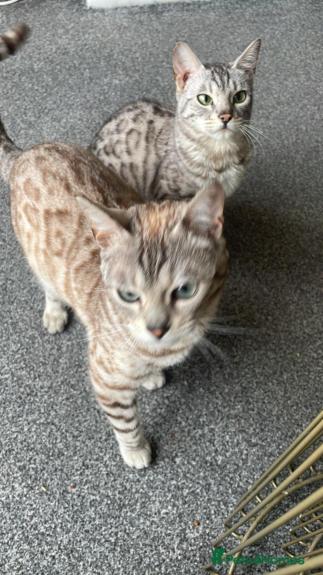 Bengal cats for sale: Bengal cats  - Image 8