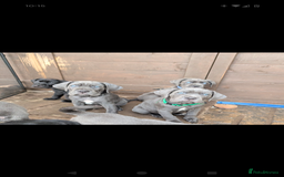 Cane Corso dogs for sale: Cane corso puppies.. - Image 1