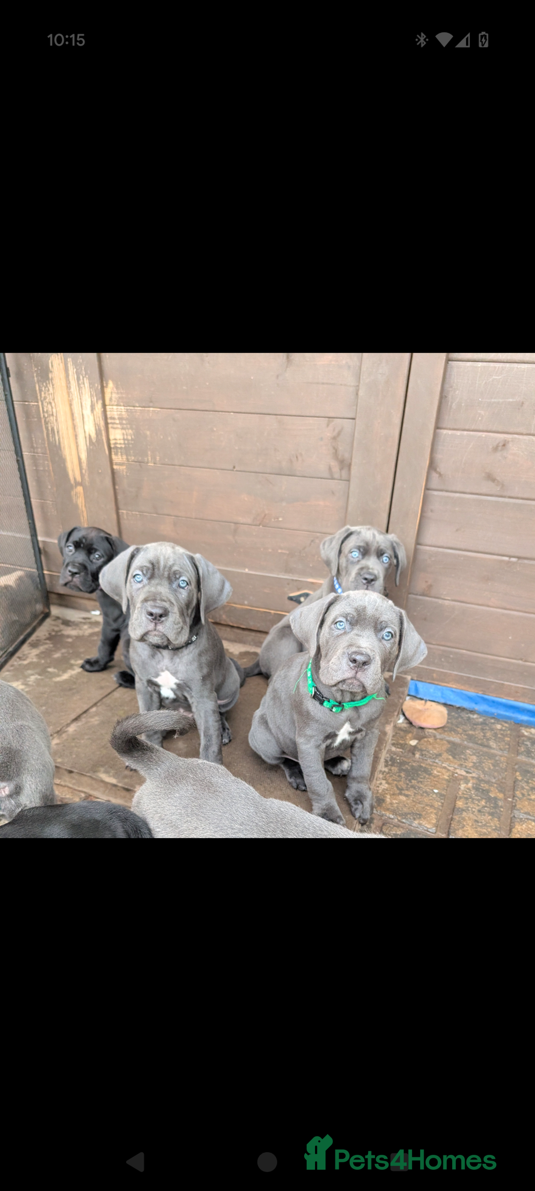 Cane Corso dogs for sale: Cane corso puppies.. - Image 1