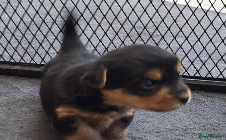 Yorkshire Terrier dogs - Advert 16