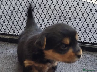 Yorkshire Terrier dogs - Advert 14