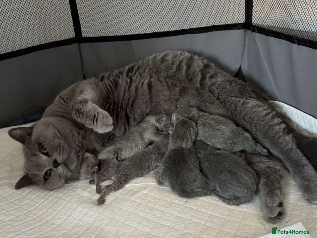 British Shorthair cats for sale: ! ALL SOLD ! British Shorthair kittens - Advert 2