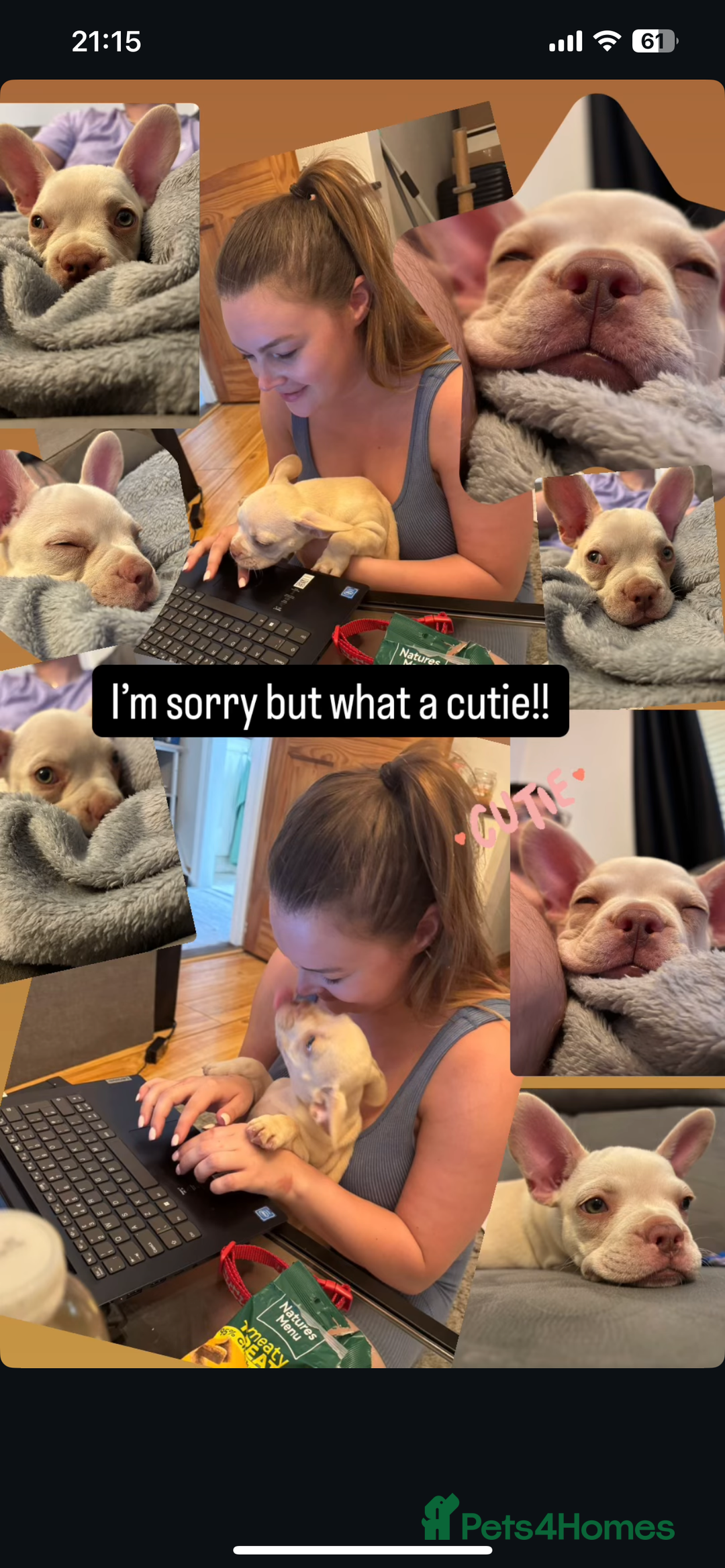 French Bulldog dogs for sale: Frenchie Honey  - Image 4
