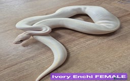 Python Snake reptiles for sale: Selling our six Royal pythons  - Image 2