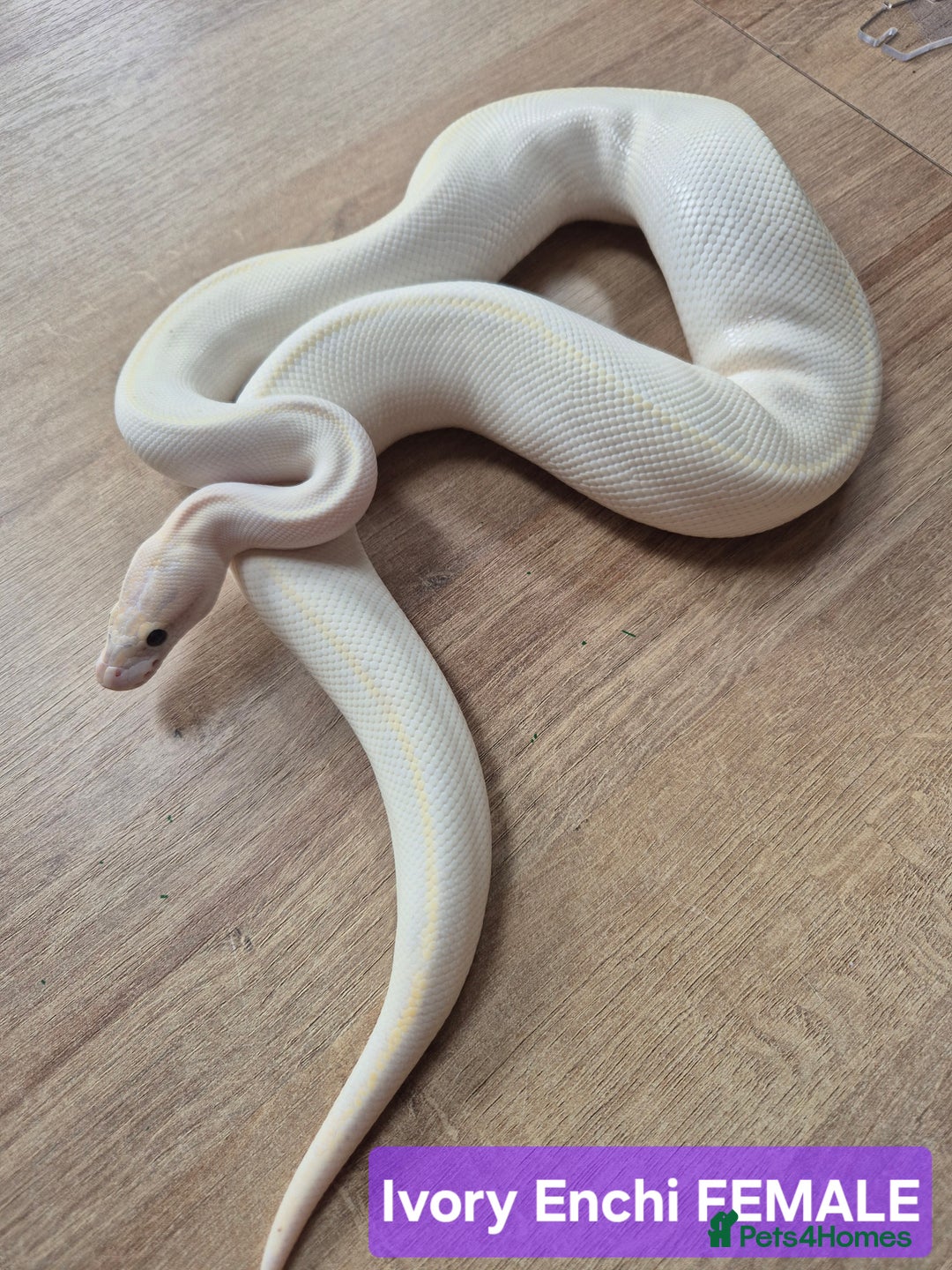 Python Snake reptiles for sale: Selling our six Royal pythons  - Image 2