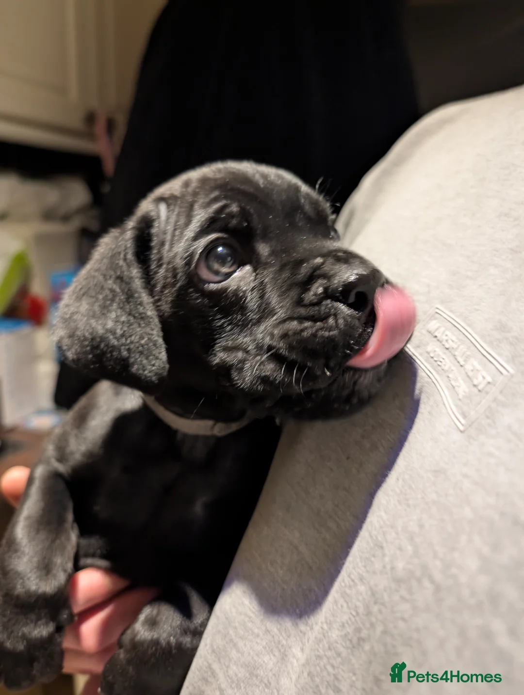 Cane Corso dogs for sale: Cane corso puppies  - Advert 2