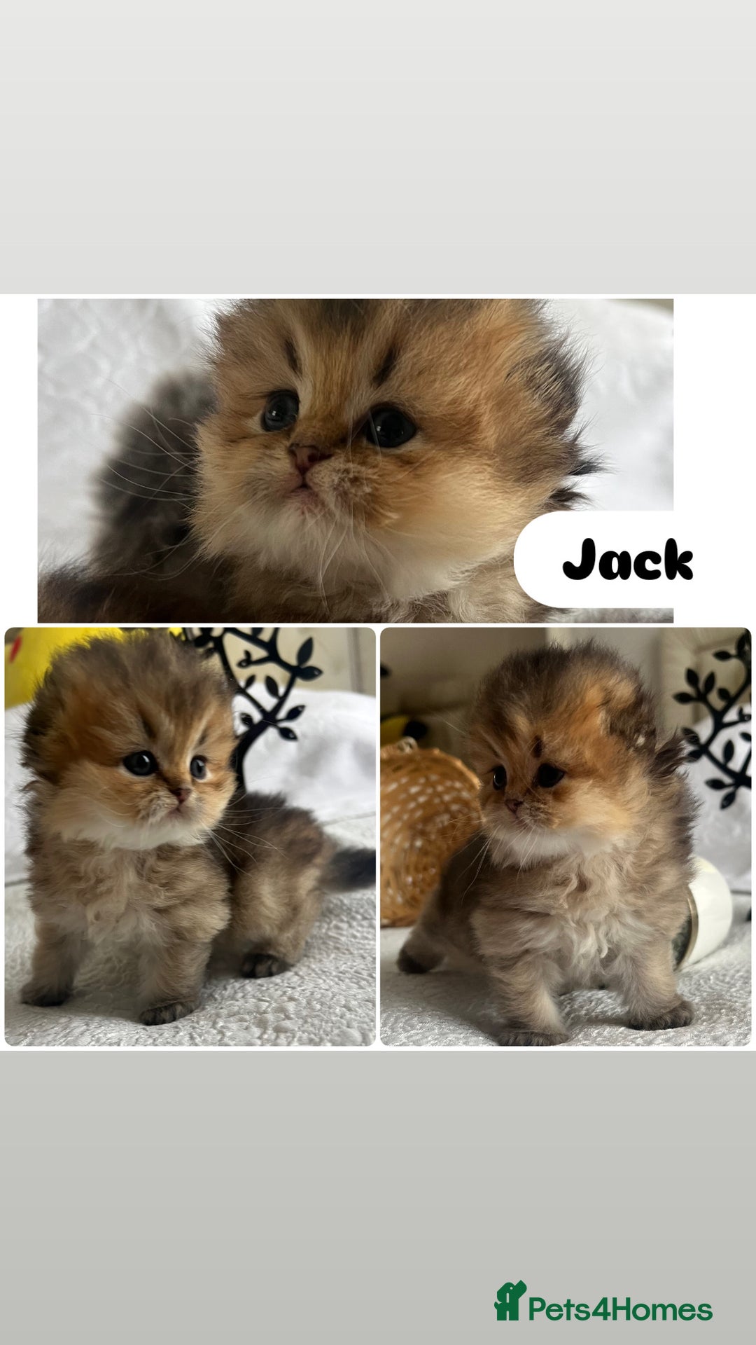 Scottish Fold cats for sale: Pedigree cutest SFLH kittens   - Image 6