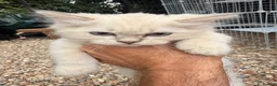 Ragdoll cats for sale: Beautiful show quality Ragdoll x SF kittens - Advert 10