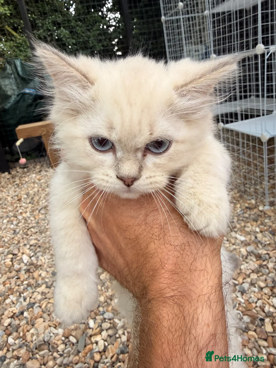 Ragdoll cats for sale: Beautiful show quality Ragdoll x SF kittens - Advert 10