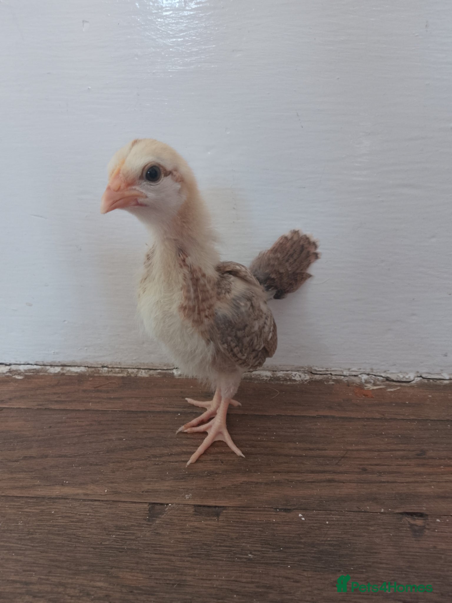 Chickens poultry *rare breed* Serama chicks - Advert 1