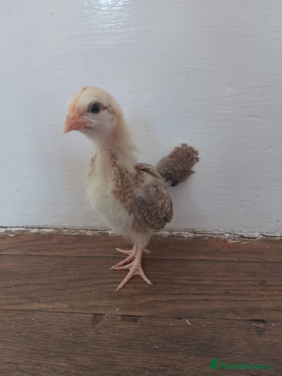 Chickens poultry for sale: *rare breed* Serama chicks in Derby - Advert 1