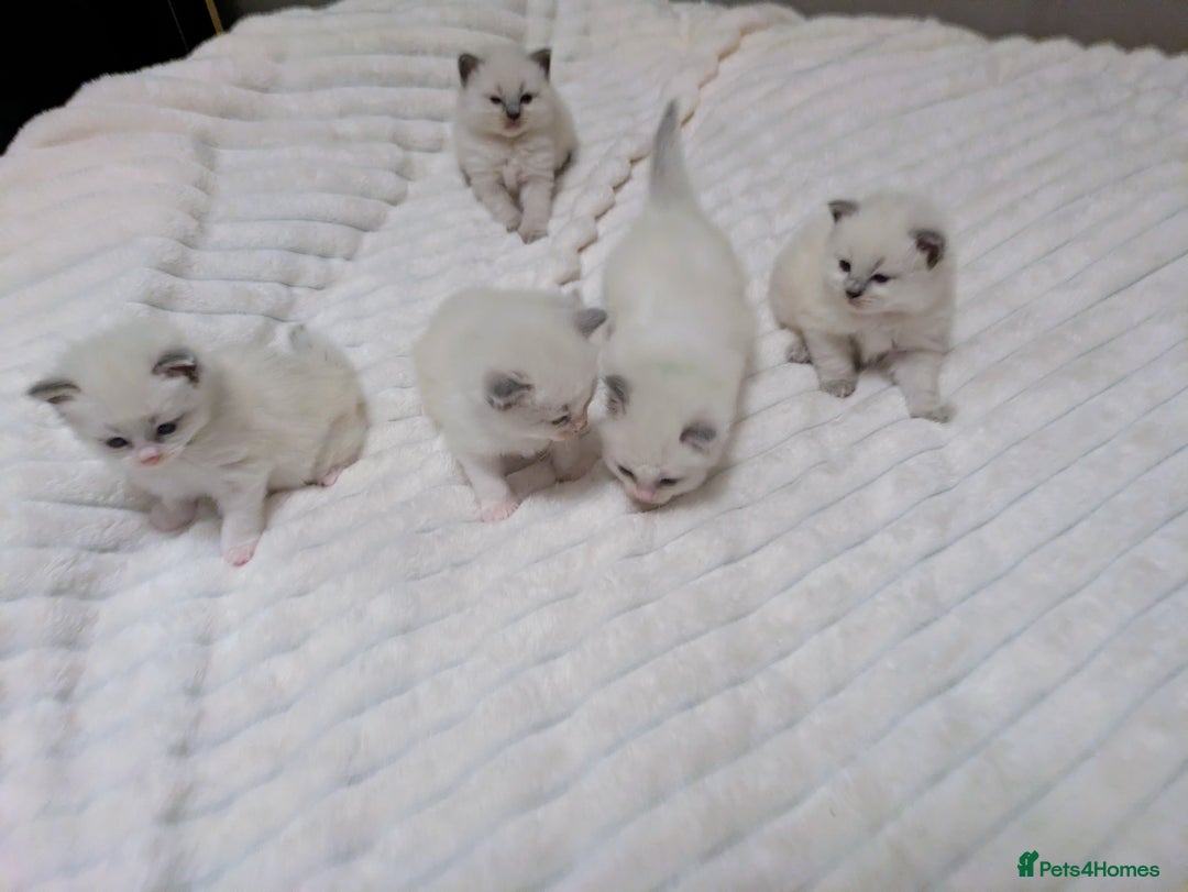 Ragdoll cats for sale: 5 beautiful kittens pure Ragdoll  - Advert 5