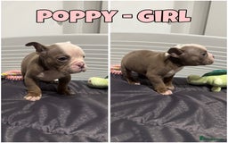 Olde English Bulldogge dogs for sale: Old English bulldog pups { READY TO LEAVE} - Image 5