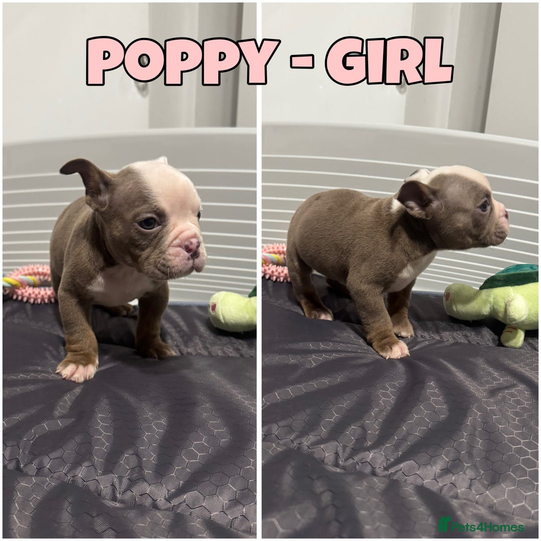 Olde English Bulldogge dogs for sale: Old English bulldog pups { READY TO LEAVE} - Image 5