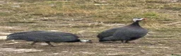 Guinea Fowl poultry for sale: Guinea Fowl - Advert 1