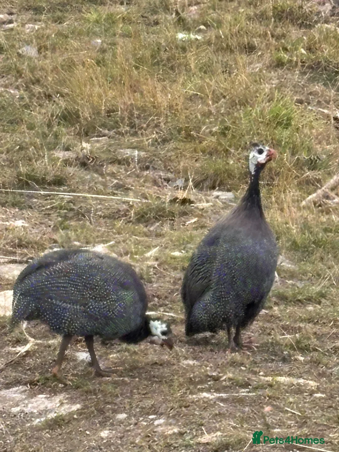 Guinea Fowl poultry for sale: Guinea Fowl - Advert 1