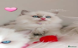 Ragdoll cats for sale: Beautiful Ragdoll kittens 😻😻😻 - Image 9