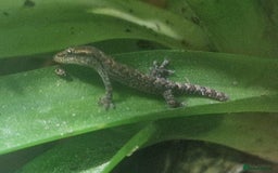 Gecko reptiles for sale: Mourning Gecko hatchlings. - Image 13
