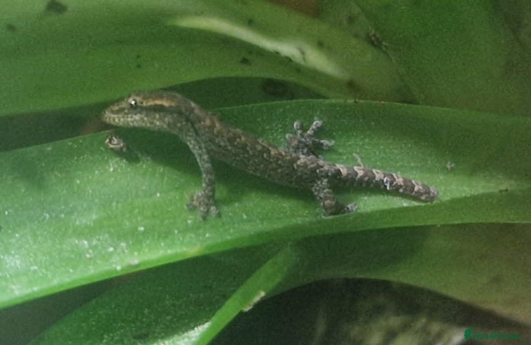 Gecko reptiles for sale: Mourning Gecko hatchlings. - Image 13