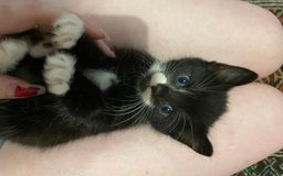 Domestic Shorthair cats for sale: litter of ginger and tuxedo kittens all boys - Image 5