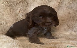 Cocker Spaniel dogs for sale: Adorable Show Cocker Puppies - Image 2