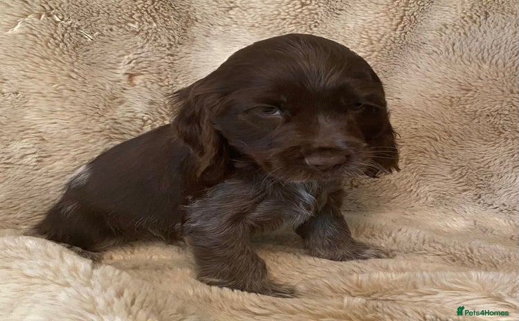 Cocker Spaniel dogs - Advert 2