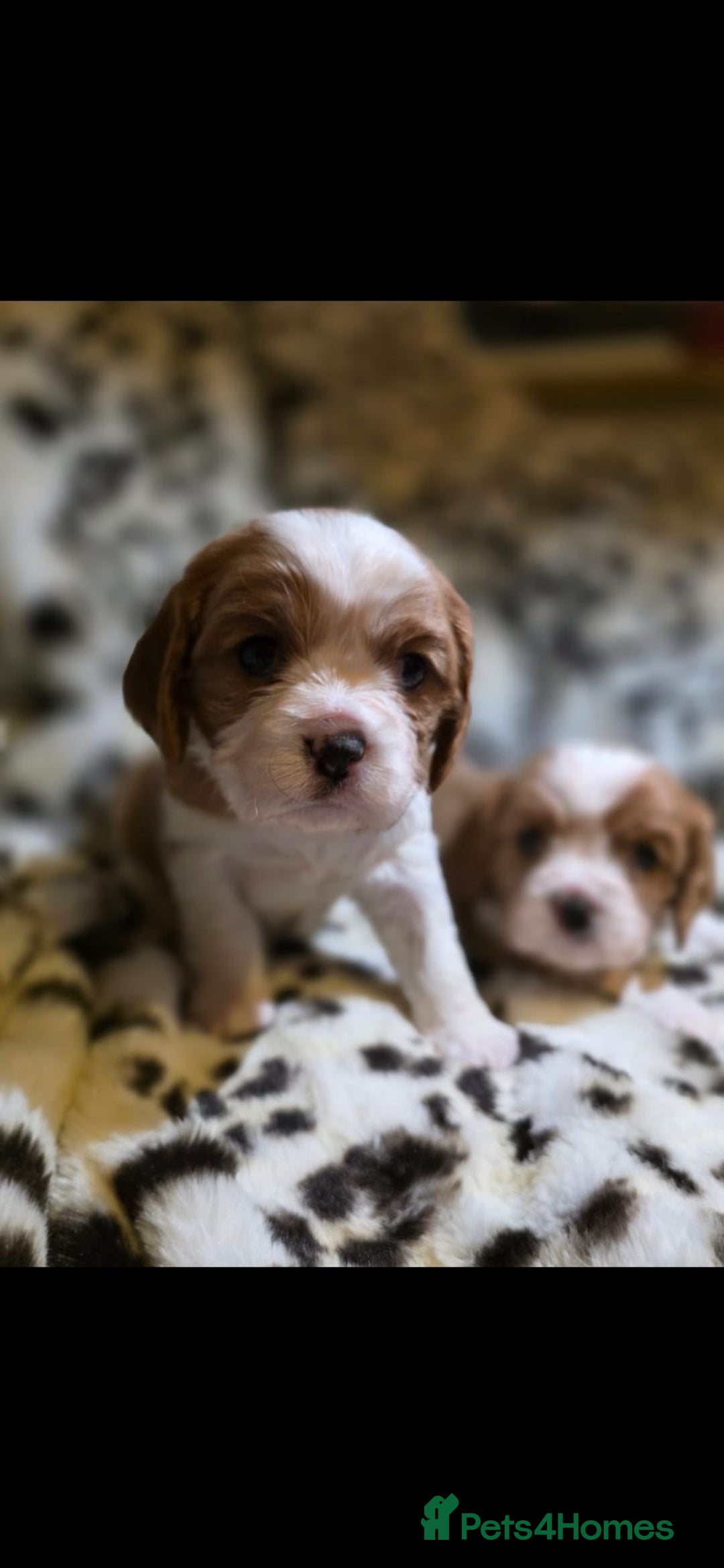 Cavalier King Charles Spaniel dogs for sale: 💫CKC STUNNING PUPPIES HEALTH TESTED 💫 - Advert 18